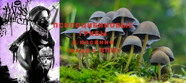 прущие крисы Бородино